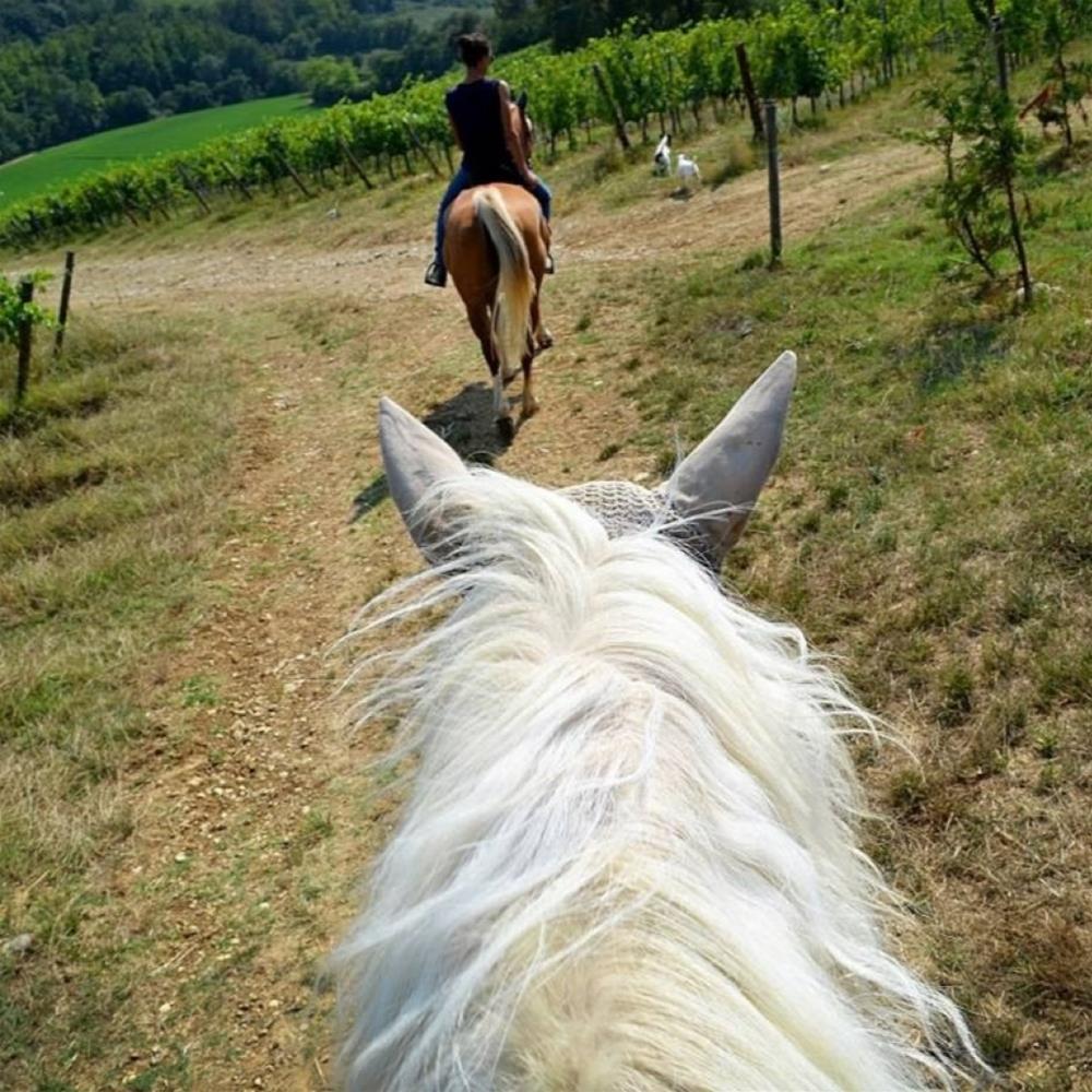 Private Horseback Riding near Florence and Wine Tasting