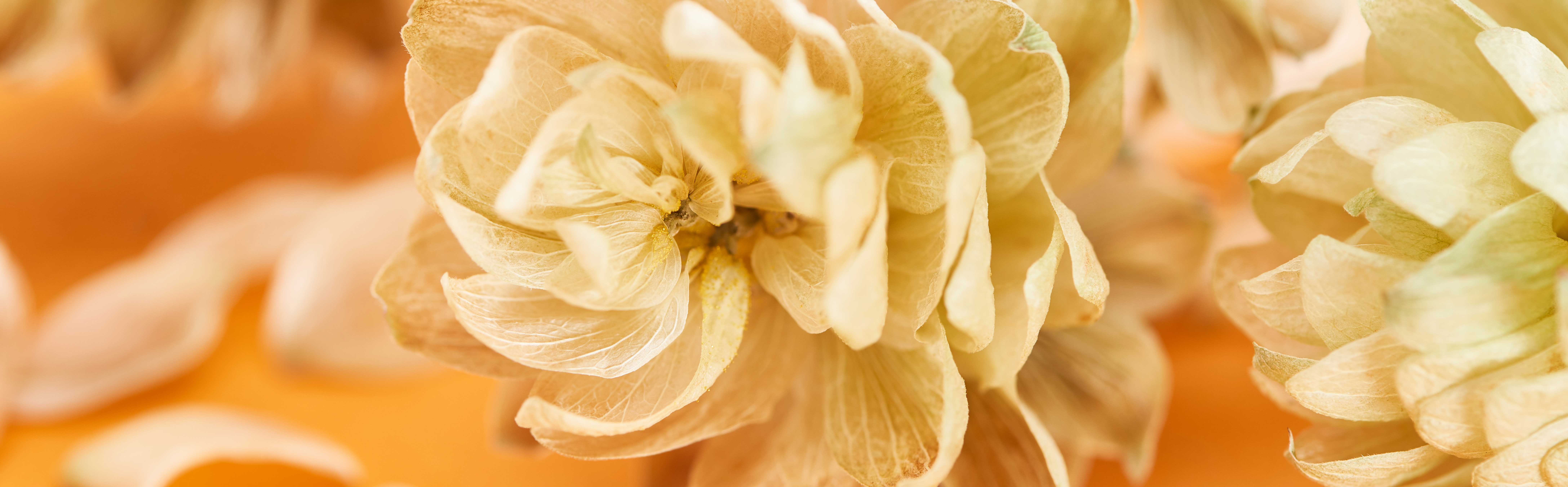 Fiori di luppolo, macro