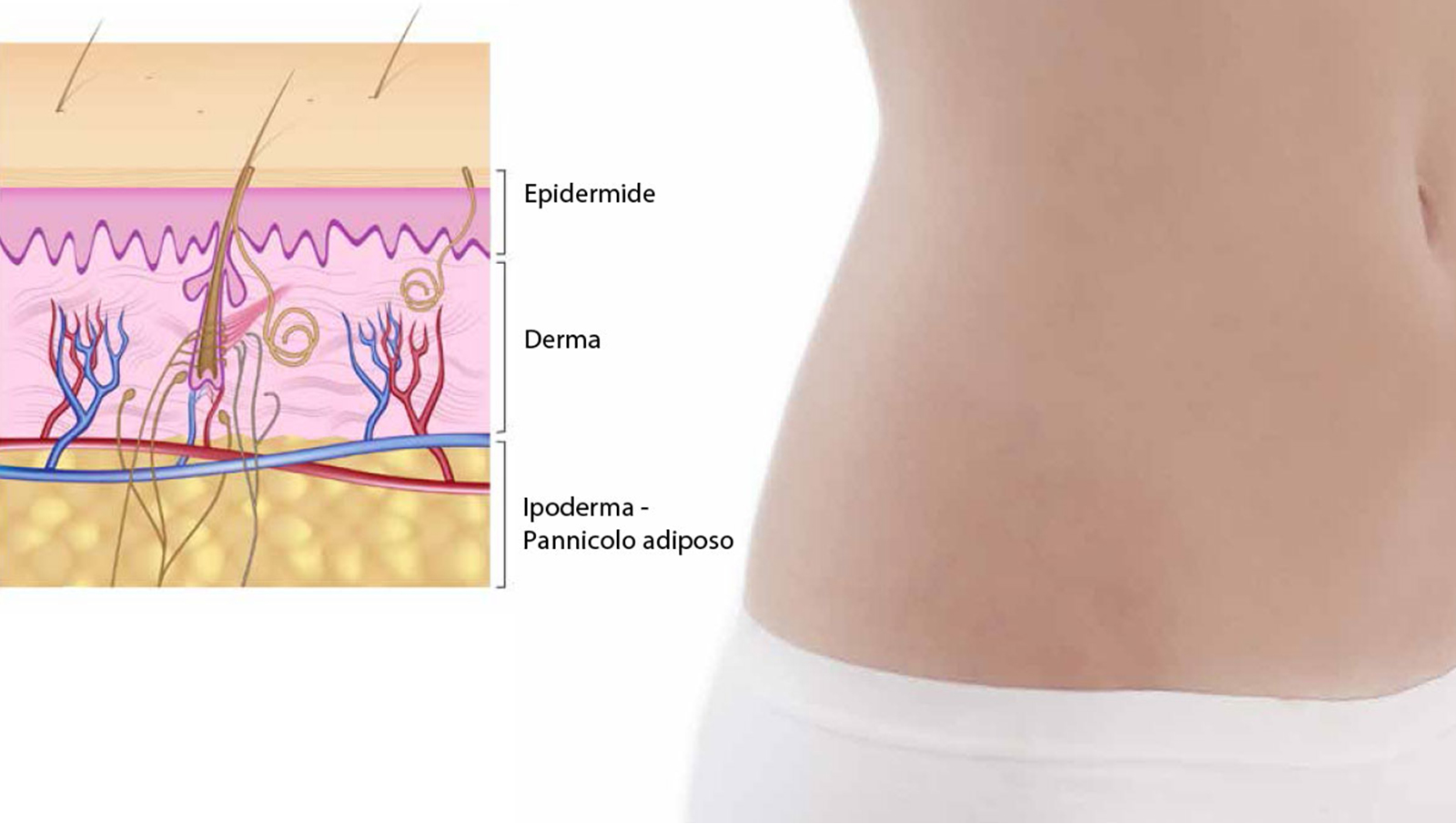 BodyMei, l’ingegnere del nostro corpo