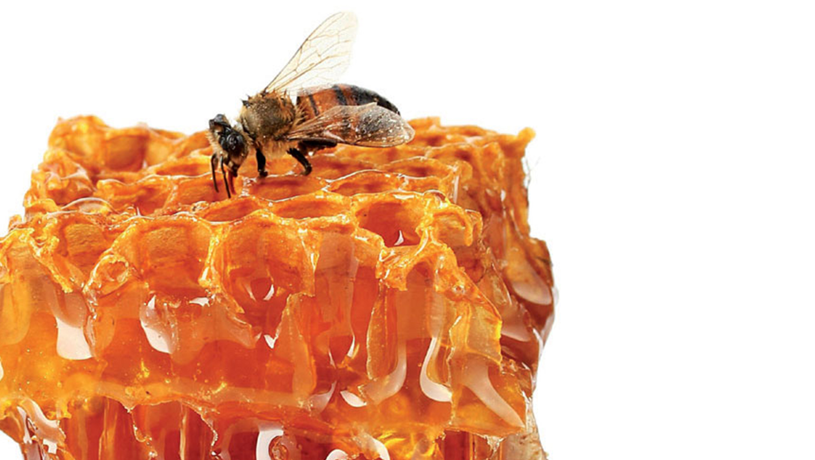 Il Re Vitagel e la sua corte