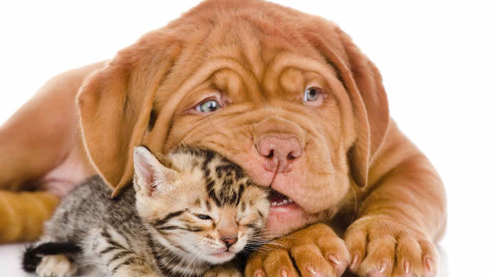 Natur für die Gesundheit von Hunden und Katzen